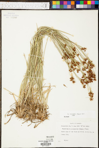 Rhynchospora recognita image