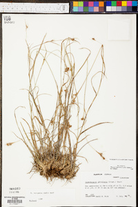 Rhynchospora recognita image