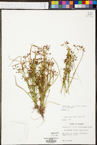 Rhynchospora nitens image