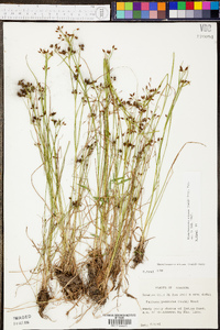 Rhynchospora nitens image