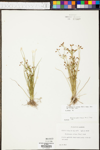 Rhynchospora nitens image