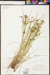 Rhynchospora nitens image