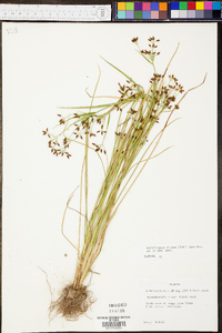 Rhynchospora nitens image