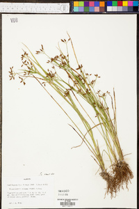 Rhynchospora nitens image