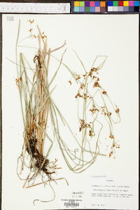 Rhynchospora mixta image