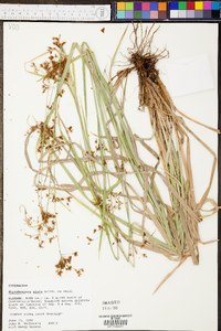 Rhynchospora mixta image