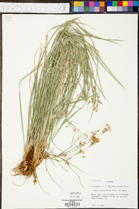 Rhynchospora mixta image