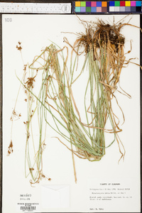 Rhynchospora mixta image