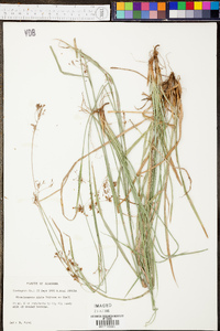 Rhynchospora mixta image