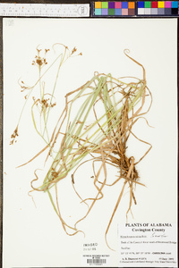 Rhynchospora mixta image