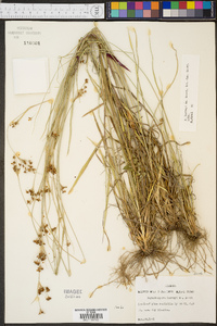 Rhynchospora harveyi image