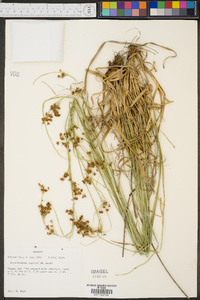 Rhynchospora harveyi image