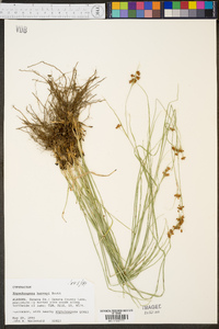 Rhynchospora harveyi image