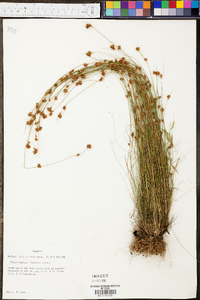 Rhynchospora filifolia image