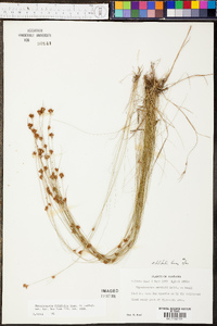 Rhynchospora filifolia image