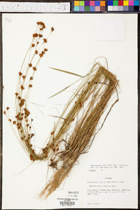 Rhynchospora filifolia image