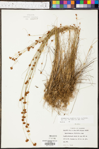 Rhynchospora filifolia image