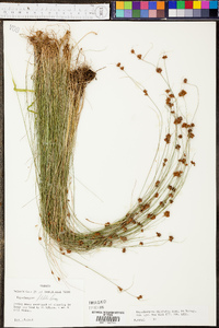 Rhynchospora filifolia image