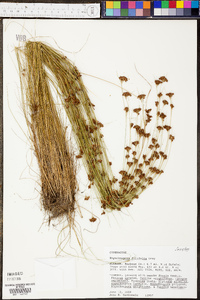 Rhynchospora filifolia image