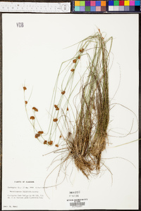 Rhynchospora filifolia image