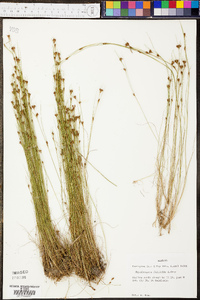 Rhynchospora filifolia image