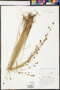 Rhynchospora filifolia image