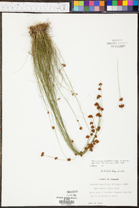 Rhynchospora filifolia image