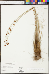 Rhynchospora filifolia image