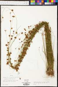 Rhynchospora filifolia image