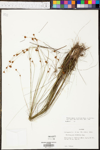 Rhynchospora filifolia image