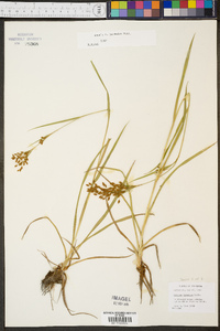 Scirpus pendulus image