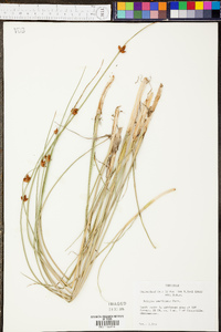 Schoenoplectus americanus image