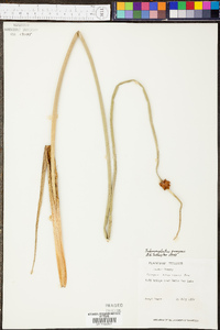 Schoenoplectus americanus image