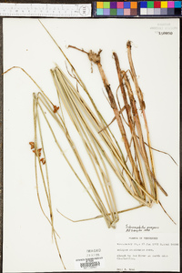 Schoenoplectus americanus image