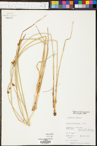 Schoenoplectus americanus image