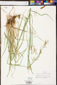 Rhynchospora mixta image