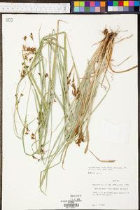 Rhynchospora mixta image