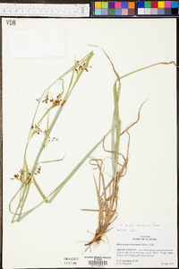 Rhynchospora mixta image