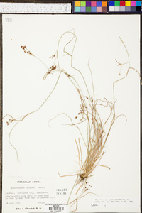 Rhynchospora microcarpa image