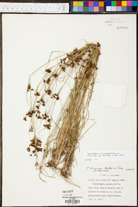 Rhynchospora microcarpa image