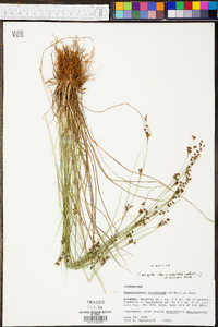 Rhynchospora microcarpa image