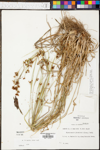 Rhynchospora recognita image