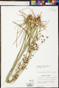 Rhynchospora recognita image