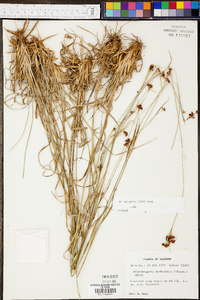 Rhynchospora recognita image