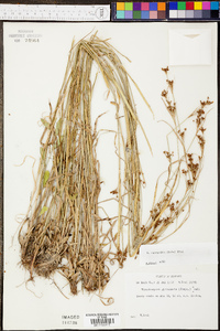 Rhynchospora recognita image