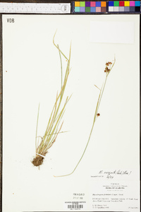 Rhynchospora recognita image