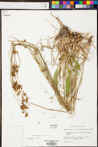 Rhynchospora recognita image