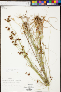 Rhynchospora recognita image