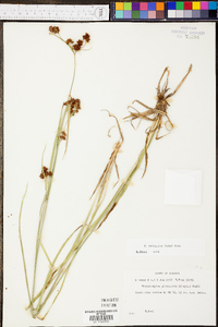 Rhynchospora recognita image