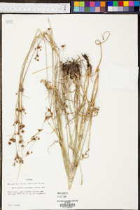 Rhynchospora recognita image